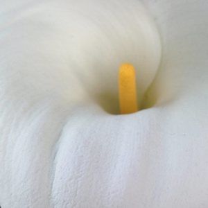 Meet your Posher, Sandee